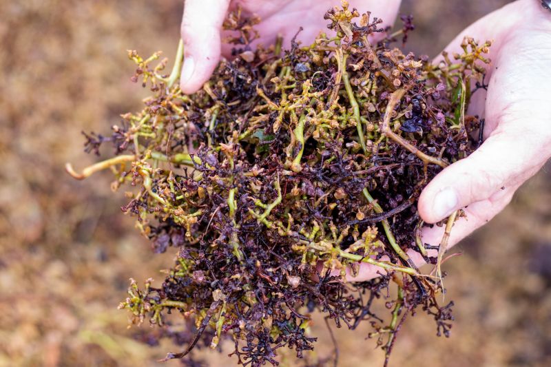 RSE et déchets oragniques