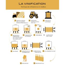 Les étapes de vinification du vin blanc