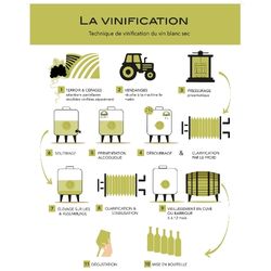 vinification Tursan blanc sec